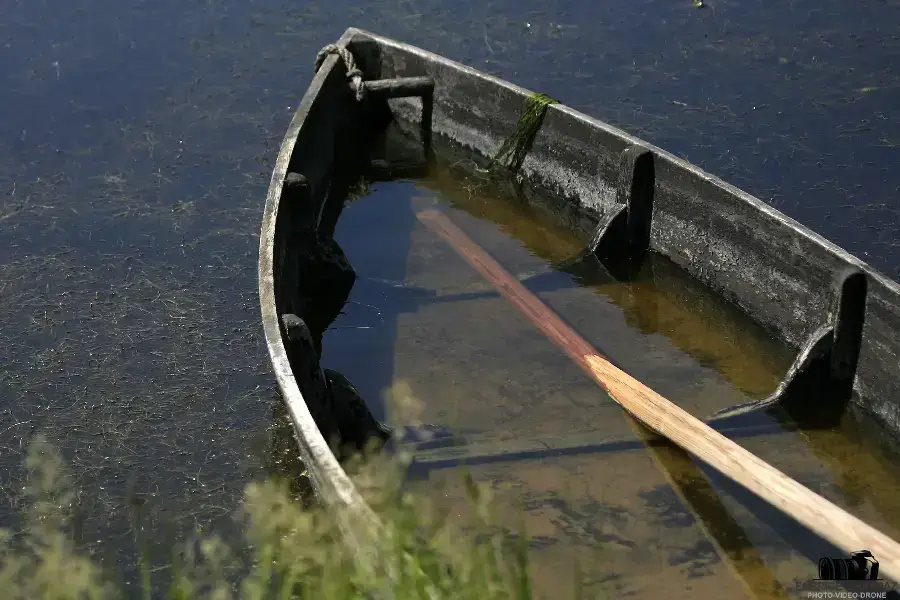 Frênes têtards centenaires dans les marais de Vendée